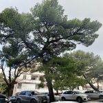 Najčešći nametnici koji ugrožavaju stabla u Splitu