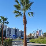 Palme na ulazima u grad: Split jača mediteranski identitet