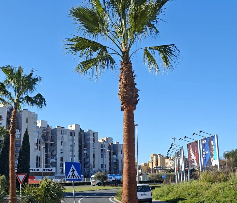 Palme na ulazima u grad: Split jača mediteranski identitet